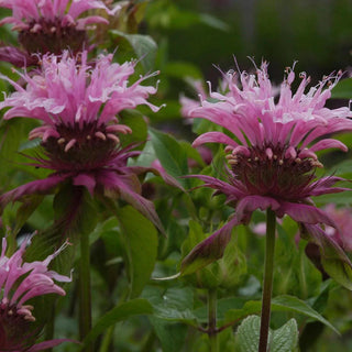 || https://assets.gardeners.com/transform/6e3ec5e6-6c2d-42cc-b6d0-15691a86d502/8615109_03V_1120