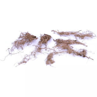  || https://assets.gardeners.com/transform/7d244a29-d12d-4173-90d9-c1c603871fce/8615109_04V