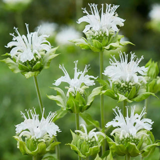  || https://assets.gardeners.com/transform/fe32647b-60df-4197-8cca-f34f615d9132/8615110_03V_1120_bee-balm-ice-out-5-roots