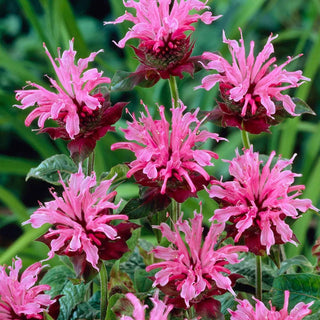  || https://assets.gardeners.com/transform/ca020874-0f57-428d-a8c3-8cf071a500ff/8615111_02V_1120_bee-balm-aquarius-5-roots