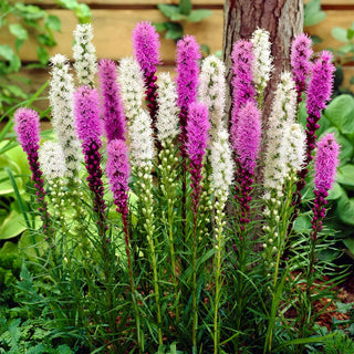  || https://assets.gardeners.com/transform/c0ef2ee9-e177-4691-a7bb-67d51150deea/8615112_02V_liatris-mixture-25-roots