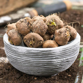  || https://assets.gardeners.com/transform/2057b670-3bbf-429c-b96c-f4f7d35271f3/8615112_04V_1120