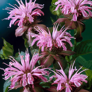  || https://assets.gardeners.com/transform/c718277e-ece3-4762-abdd-0540191daf53/8615113_03V
