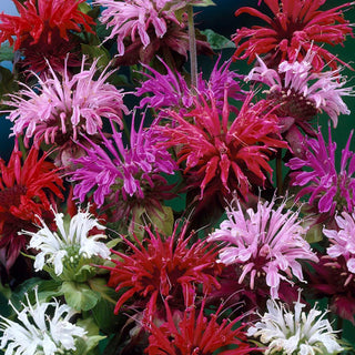  || https://assets.gardeners.com/transform/e35921b5-ba9b-4c12-86e3-64c7a60a95e4/8615113_04V_monarda-mixture-5-roots