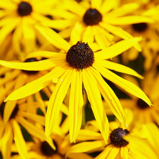  || https://assets.gardeners.com/transform/8ae41423-259a-423b-b485-a744d4e3c162/8615115_06V