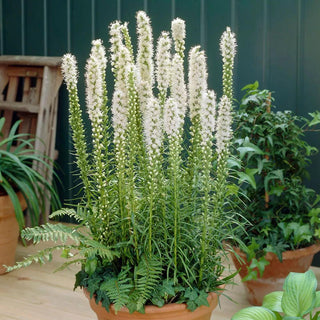  || https://assets.gardeners.com/transform/babc5bcd-7cbe-4b7e-a6f4-2f57b025409e/8615116_02V_1120_blazing-star-25-bulbs