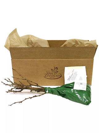  || https://assets.gardeners.com/transform/991b85d8-4f0a-4e90-9a38-bc0b93440376/8615117_01V_3-4
