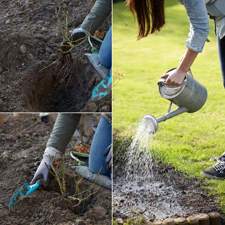  || https://assets.gardeners.com/transform/116a2334-c48b-4317-8795-55b720aa2ebd/8615117_03V_1120