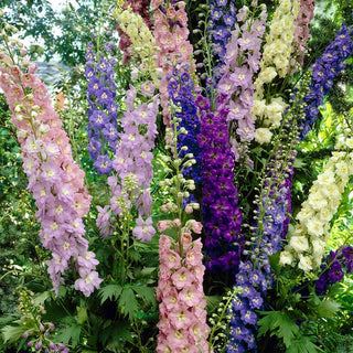  || https://assets.gardeners.com/transform/84f8c6e2-ee7a-4b3e-83e8-e5f21ebe6135/8615118_02V_1120_delphinium-giant-cottage-style-mixed-5-roots