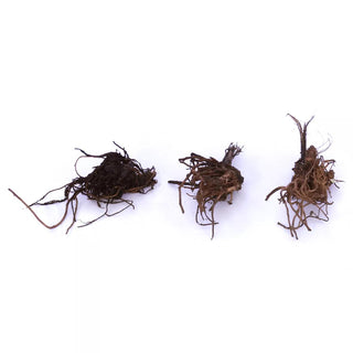  || https://assets.gardeners.com/transform/0ce66fa5-31ca-41a4-bca3-578a4a803290/8615118_03V