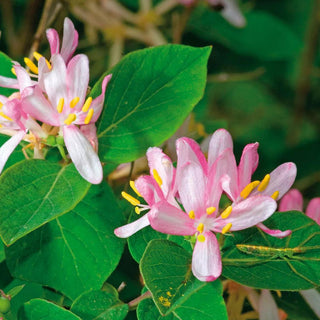  || https://assets.gardeners.com/transform/3db4b81a-285b-4e4e-8239-f19266b16502/8615121_02V_1120_honeysuckle-pink-1-root