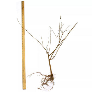  || https://assets.gardeners.com/transform/047ebb03-275a-4883-b27e-aa9b7f177bb5/8615121_03V