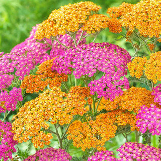  || https://assets.gardeners.com/transform/ed421c8e-ed02-415c-8484-b42207e7ba17/8615123_03V_1120_yarrow-terra-cotta-blend-1-root