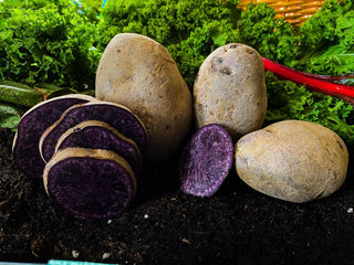  || https://assets.gardeners.com/transform/c612ebff-81de-4fd7-96b6-879cca2fc224/8615130_purple-majesty