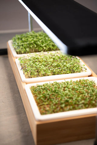 Bamboo Microgreen Growing Tray