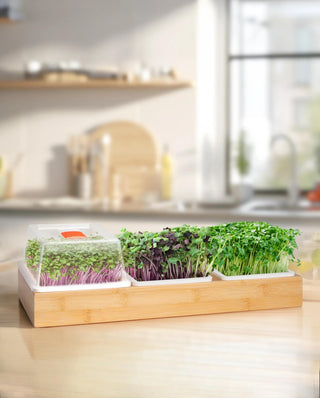 Bamboo Microgreen Growing Tray