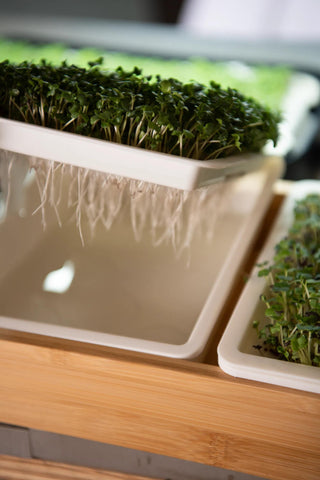 Bamboo Microgreen Growing Tray