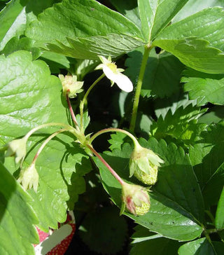 || https://assets.gardeners.com/transform/62650a65-a7bd-425a-941d-57c49f420471/8615188_02V