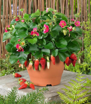  || https://assets.gardeners.com/transform/d18cd46e-fe85-490c-89d1-8a3ad6d05dc1/8615190_01V