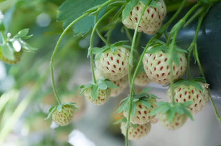  || https://assets.gardeners.com/transform/d78e3944-1b7f-4fa0-b85d-619f02ad8151/8615191_02V