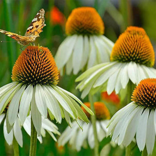  || https://assets.gardeners.com/transform/58824ca6-6e6c-436e-b875-7d23d77ff58e/8615194_01V
