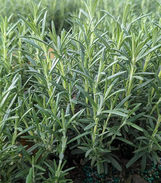  || https://assets.gardeners.com/transform/cf925ea8-c5ed-47e4-9de2-7b630a723238/8615195_01V