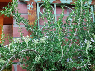  || https://assets.gardeners.com/transform/1e2f940f-bb5f-4264-800d-1e7d69e0b3e2/8615195_02V