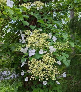 || https://assets.gardeners.com/transform/7f75ff49-6731-40c7-abda-0da163d1ebd8/8615198_01V