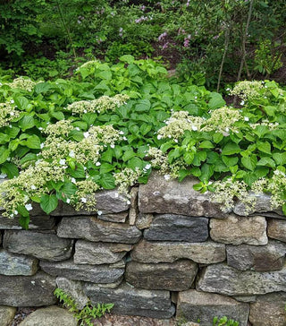  || https://assets.gardeners.com/transform/36ca0b45-2e3c-4be2-b4e9-f274e33d499d/8615198_02V