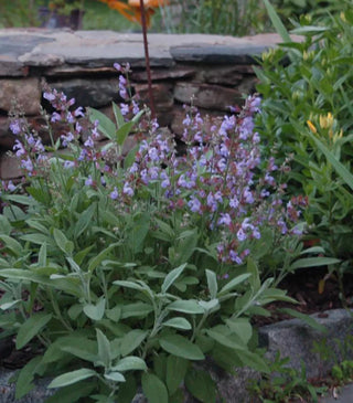  || https://assets.gardeners.com/transform/48b8668a-4fb3-4a6b-8257-f010e5df3c81/8615201_01V