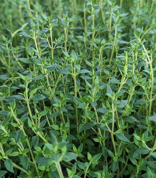  || https://assets.gardeners.com/transform/a287eb75-9118-4612-b3bb-a3889a27401c/8615203_01V