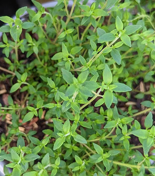  || https://assets.gardeners.com/transform/e9f28408-1ebe-4458-afc8-c08b399788a8/8615203_02V
