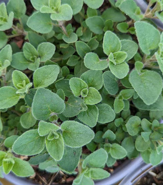  || https://assets.gardeners.com/transform/3192c10e-3f39-4e39-a833-2c5233b7450f/8615218_01V