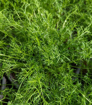  || https://assets.gardeners.com/transform/8181f742-2b86-49fe-8cc9-d8b05b8d1a9d/8615220_01V