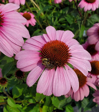  || https://assets.gardeners.com/transform/7eb0a608-fc17-441c-b93c-4beaa3c7a0eb/8615221_02V