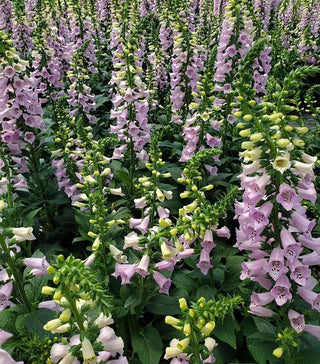 || https://assets.gardeners.com/transform/5b08d5a8-a1b4-491f-b773-9f2ed8105b47/8615222_01V
