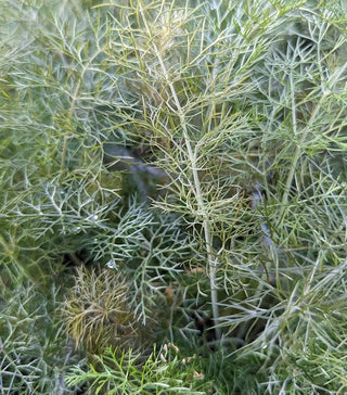  || https://assets.gardeners.com/transform/88382927-47bf-4b29-9e3d-917494987ebc/8615223_01V