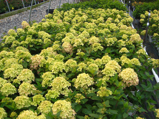  || https://assets.gardeners.com/transform/1acab9b3-8bf6-4b31-9c07-2dd3cfb3a4f7/8615225_02V