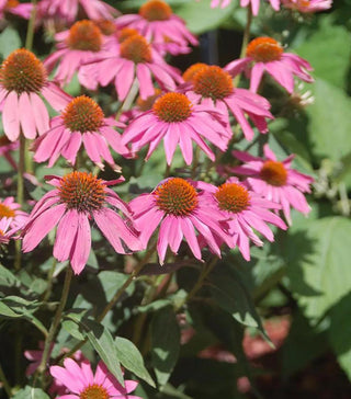  || https://assets.gardeners.com/transform/194fc1bc-bd40-477e-b9f1-13a78ef660bf/8615228_02V