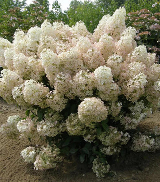  || https://assets.gardeners.com/transform/4ab6de04-43b5-437c-8fc6-c2457a059fb0/8615230_01V