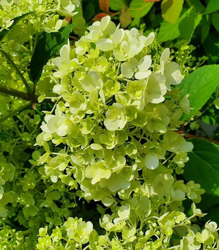  || https://assets.gardeners.com/transform/87f416c9-2287-4d7c-803c-14e50a8e4df6/8615230_02V
