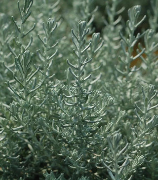  || https://assets.gardeners.com/transform/78cae58d-5406-4f61-93cf-6b3bfb52f34a/8615235_01V