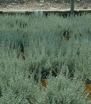  || https://assets.gardeners.com/transform/965c5971-084d-4de8-9e9f-b2f421297f98/8615235_02V
