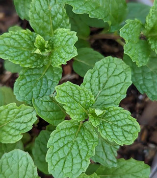  || https://assets.gardeners.com/transform/8ee282af-0536-49b9-944f-6f1f74b895da/8615239_01V