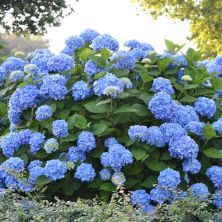  || https://assets.gardeners.com/transform/91303362-3bfe-4e37-87a4-8f1ebac8d848/8615240_01V