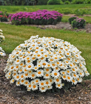  || https://assets.gardeners.com/transform/142b6fc8-4759-4b4b-8a34-975beab6d492/8615241_01V