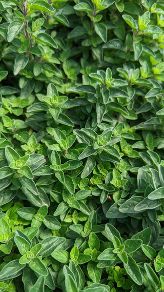  || https://assets.gardeners.com/transform/2dc2c193-1e09-4e20-bd6d-fa3252def735/8615242_01V