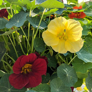  || https://assets.gardeners.com/transform/f13e0152-80e6-4a51-9f94-e7a4e43c2317/8615245_01V