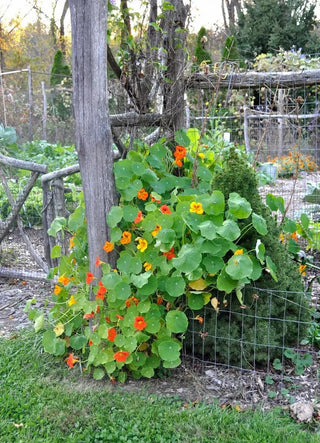  || https://assets.gardeners.com/transform/c7cfb5a5-7856-4b10-8aaa-2f3f13fdb999/8615246_02V
