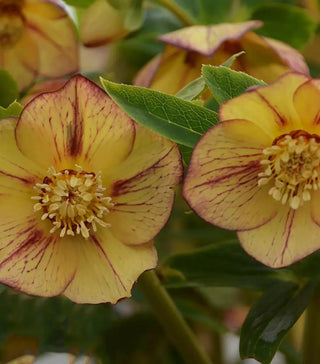  || https://assets.gardeners.com/transform/a84fccb7-3f00-4db3-8121-9da582f37527/8615250_01V